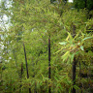 Meet your Posher, Nathaniel